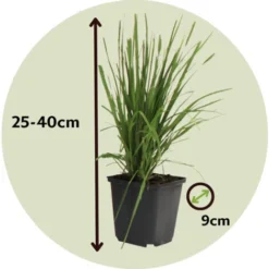 Cortaderia Selloana - Set De 3 - La Pampa - Blanc - Pot 9cm - Hauteur 25-40cm -Flore Riche Soldes Magasin 57000372 5