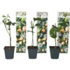 Passiflora Edulis - Set De 3 - Plantes Grimpante - Pot 9cm - Hauteur 25-40cm -Flore Riche Soldes Magasin 57001056 1
