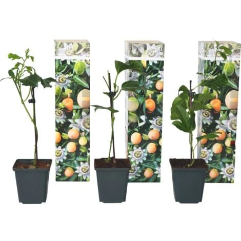 Passiflora Edulis - Set De 3 - Plantes Grimpante - Pot 9cm - Hauteur 25-40cm 3 Passiflora Edulis - Set De 3 - Plantes Grimpante - Pot 9cm - Hauteur 25-40cm