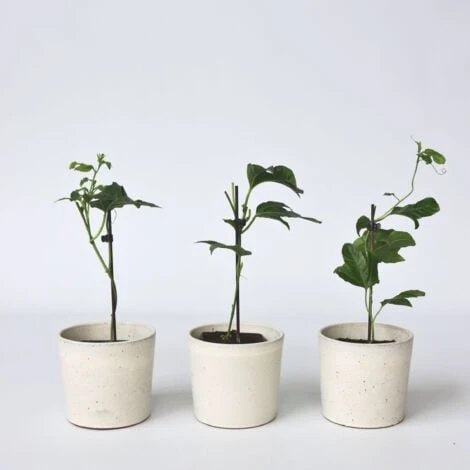 Passiflora Edulis - Set De 3 - Plantes Grimpante - Pot 9cm - Hauteur 25-40cm 4 Passiflora Edulis - Set De 3 - Plantes Grimpante - Pot 9cm - Hauteur 25-40cm – Image 2