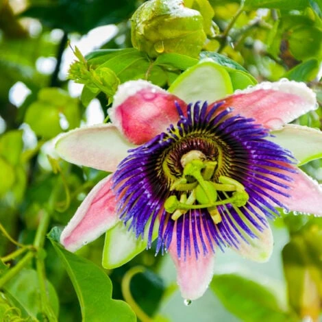 Passiflora Edulis - Set De 3 - Plantes Grimpante - Pot 9cm - Hauteur 25-40cm 6 Passiflora Edulis - Set De 3 - Plantes Grimpante - Pot 9cm - Hauteur 25-40cm – Image 4