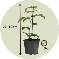 Passiflora Edulis - Set De 3 - Plantes Grimpante - Pot 9cm - Hauteur 25-40cm 11 Passiflora Edulis - Set De 3 - Plantes Grimpante - Pot 9cm - Hauteur 25-40cm -Flore Riche Soldes Magasin 57001056 5