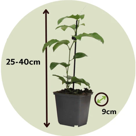 Passiflora Edulis - Set De 3 - Plantes Grimpante - Pot 9cm - Hauteur 25-40cm 7 Passiflora Edulis - Set De 3 - Plantes Grimpante - Pot 9cm - Hauteur 25-40cm – Image 5
