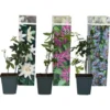 Passiflora - Mélange De 3 - Plante Grimpante - Pot 9cm - Hauteur 25-40cm 2 Passiflora - Mélange De 3 - Plante Grimpante - Pot 9cm - Hauteur 25-40cm -Flore Riche Soldes Magasin 57001057 1