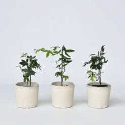 Passiflora - Mélange De 3 - Plante Grimpante - Pot 9cm - Hauteur 25-40cm 8 Passiflora - Mélange De 3 - Plante Grimpante - Pot 9cm - Hauteur 25-40cm -Flore Riche Soldes Magasin 57001057 2