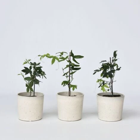 Passiflora - Mélange De 3 - Plante Grimpante - Pot 9cm - Hauteur 25-40cm 4 Passiflora - Mélange De 3 - Plante Grimpante - Pot 9cm - Hauteur 25-40cm – Image 2