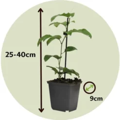 Passiflora - Mélange De 3 - Plante Grimpante - Pot 9cm - Hauteur 25-40cm 11 Passiflora - Mélange De 3 - Plante Grimpante - Pot 9cm - Hauteur 25-40cm -Flore Riche Soldes Magasin 57001057 5