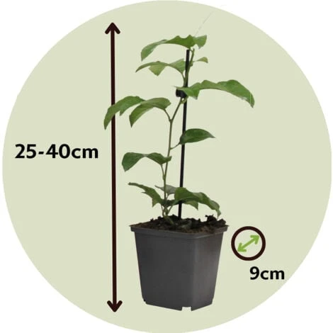 Passiflora - Mélange De 3 - Plante Grimpante - Pot 9cm - Hauteur 25-40cm 7 Passiflora - Mélange De 3 - Plante Grimpante - Pot 9cm - Hauteur 25-40cm – Image 5