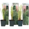 Cortaderia Selloana - Set De 3 - La Pampa - Rose - Pot 9cm - Hauteur 25-40cm -Flore Riche Soldes Magasin 57001075 1