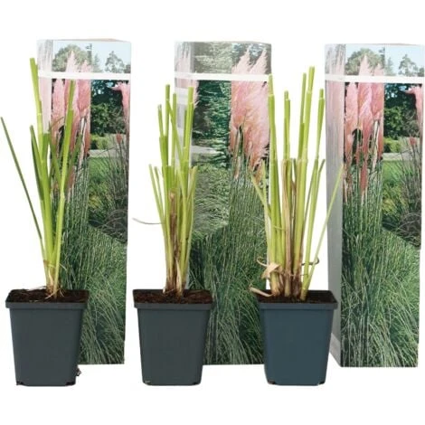 Cortaderia Selloana - Set De 3 - La Pampa - Rose - Pot 9cm - Hauteur 25-40cm 3 Cortaderia Selloana - Set De 3 - La Pampa - Rose - Pot 9cm - Hauteur 25-40cm