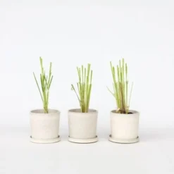 Cortaderia Selloana - Set De 3 - La Pampa - Rose - Pot 9cm - Hauteur 25-40cm 8 Cortaderia Selloana - Set De 3 - La Pampa - Rose - Pot 9cm - Hauteur 25-40cm -Flore Riche Soldes Magasin 57001075 2