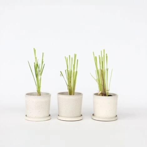 Cortaderia Selloana - Set De 3 - La Pampa - Rose - Pot 9cm - Hauteur 25-40cm 4 Cortaderia Selloana - Set De 3 - La Pampa - Rose - Pot 9cm - Hauteur 25-40cm – Image 2