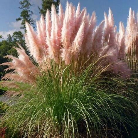 Cortaderia Selloana - Set De 3 - La Pampa - Rose - Pot 9cm - Hauteur 25-40cm 6 Cortaderia Selloana - Set De 3 - La Pampa - Rose - Pot 9cm - Hauteur 25-40cm – Image 4