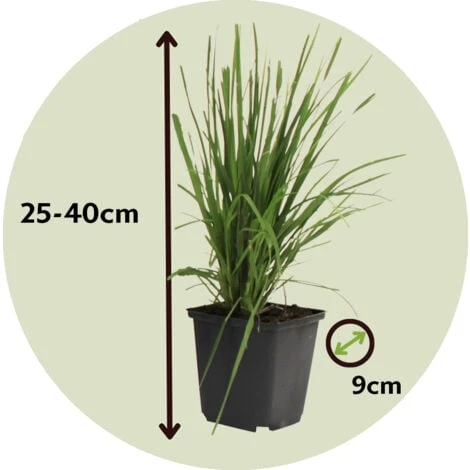 Cortaderia Selloana - Set De 3 - La Pampa - Rose - Pot 9cm - Hauteur 25-40cm 7 Cortaderia Selloana - Set De 3 - La Pampa - Rose - Pot 9cm - Hauteur 25-40cm – Image 5