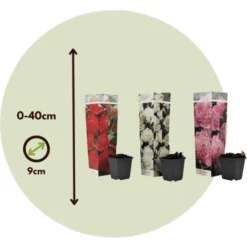 Flore Riche Soldes Magasin -Flore Riche Soldes Magasin 57001077 2