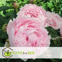 Mélange De 3 Pivoines - Mélange De Pivoines - Pot 9cm - Hauteur 0-40cm -Flore Riche Soldes Magasin 57001077 4