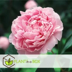Mélange De 3 Pivoines - Mélange De Pivoines - Pot 9cm - Hauteur 0-40cm -Flore Riche Soldes Magasin 57001077 5