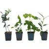 Medi Mix - Set De 4 - Arbres Fruitiers Méditerranéen - Pot 9cm - Hauteur 25-40cm -Flore Riche Soldes Magasin 57001079 1