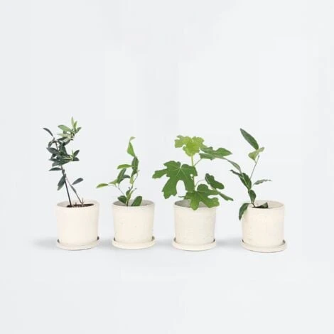 Medi Mix - Set De 4 - Arbres Fruitiers Méditerranéen - Pot 9cm - Hauteur 25-40cm 4 Medi Mix - Set De 4 - Arbres Fruitiers Méditerranéen - Pot 9cm - Hauteur 25-40cm – Image 2