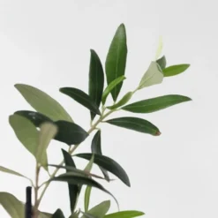 Medi Mix - Set De 4 - Arbres Fruitiers Méditerranéen - Pot 9cm - Hauteur 25-40cm 9 Medi Mix - Set De 4 - Arbres Fruitiers Méditerranéen - Pot 9cm - Hauteur 25-40cm -Flore Riche Soldes Magasin 57001079 3