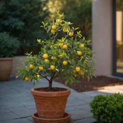 Medi Mix - Set De 4 - Arbres Fruitiers Méditerranéen - Pot 9cm - Hauteur 25-40cm 10 Medi Mix - Set De 4 - Arbres Fruitiers Méditerranéen - Pot 9cm - Hauteur 25-40cm -Flore Riche Soldes Magasin 57001079 4