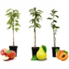Sweet Pillar - Mélange De 3 - Malus, Pyrus, Prunus - Pot 9cm - Hauteur 60-70cm