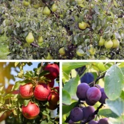 Sweet Pillar - Mélange De 3 - Malus, Pyrus, Prunus - Pot 9cm - Hauteur 60-70cm -Flore Riche Soldes Magasin 57057425 3