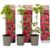 Plant De Framboisier - Set De 3 - Framboisier - Pot 9cm - Hauteur 25-40cm 2 Plant De Framboisier - Set De 3 - Framboisier - Pot 9cm - Hauteur 25-40cm -Flore Riche Soldes Magasin 57057539 1