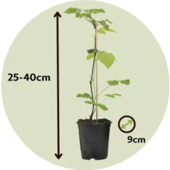 Plant De Framboisier - Set De 3 - Framboisier - Pot 9cm - Hauteur 25-40cm -Flore Riche Soldes Magasin 57057539 5