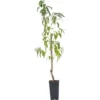 Prunus Persica 'Saturne' - Pêcher - Arbre Fruitier - Pot 15 Cm - Hauteur 60-70cm 2 Prunus Persica 'Saturne' - Pêcher - Arbre Fruitier - Pot 15 Cm - Hauteur 60-70cm -Flore Riche Soldes Magasin 57057553 1