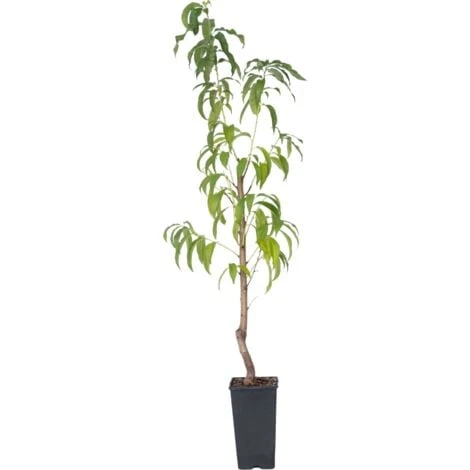 Prunus Persica 'Saturne' - Pêcher - Arbre Fruitier - Pot 15 Cm - Hauteur 60-70cm 3 Prunus Persica 'Saturne' - Pêcher - Arbre Fruitier - Pot 15 Cm - Hauteur 60-70cm