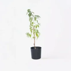 Prunus Persica 'Saturne' - Pêcher - Arbre Fruitier - Pot 15 Cm - Hauteur 60-70cm 8 Prunus Persica 'Saturne' - Pêcher - Arbre Fruitier - Pot 15 Cm - Hauteur 60-70cm -Flore Riche Soldes Magasin 57057553 2