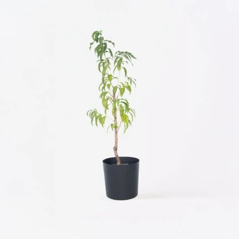 Prunus Persica 'Saturne' - Pêcher - Arbre Fruitier - Pot 15 Cm - Hauteur 60-70cm 4 Prunus Persica 'Saturne' - Pêcher - Arbre Fruitier - Pot 15 Cm - Hauteur 60-70cm – Image 2