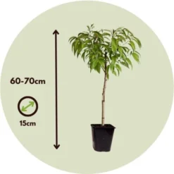 Prunus Persica 'Saturne' - Pêcher - Arbre Fruitier - Pot 15 Cm - Hauteur 60-70cm 11 Prunus Persica 'Saturne' - Pêcher - Arbre Fruitier - Pot 15 Cm - Hauteur 60-70cm -Flore Riche Soldes Magasin 57057553 5