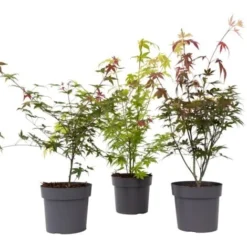 Flore Riche Soldes Magasin 23 Acer Palmatum - Set De 3 - Erable Du Japon - Pot 19cm - Hauteur 60-70cm