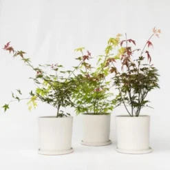 Flore Riche Soldes Magasin -Flore Riche Soldes Magasin 57057555 2