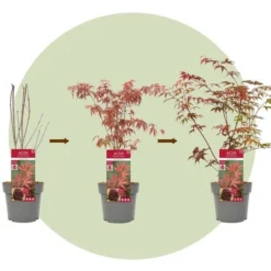 Acer Palmatum - Set De 3 - Erable Du Japon - Pot 19cm - Hauteur 60-70cm -Flore Riche Soldes Magasin 57057555 5
