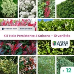 KIT Haie Persistante 4 Saison - 10 Variété- 12 Plante En Godet