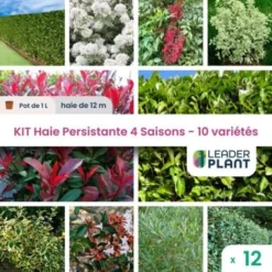 KIT Haie Persistante 4 Saison - 10 Variéts- 12 Plante En Pot De 1L
