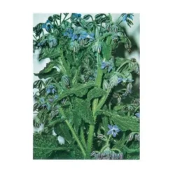BOURRACHE OFFICINALE - 2 G