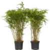 Fargesia Gansu - Set De 2 - Bambou Non Invasif - Pot 17cm - Hauteur 50-70cm 2 Fargesia Gansu - Set De 2 - Bambou Non Invasif - Pot 17cm - Hauteur 50-70cm -Flore Riche Soldes Magasin 60215253 1