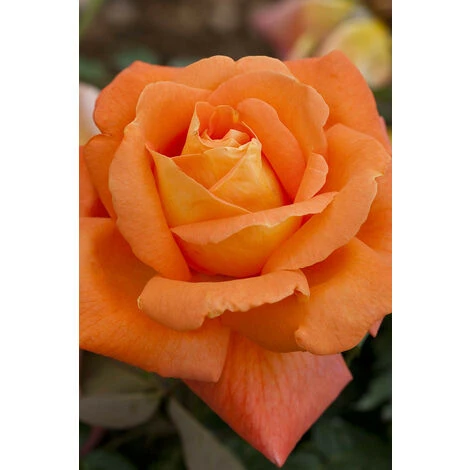 Rosier Meilland 'Louis De Funes' Meilland Taille Du Pot - 5L 3 Rosier Meilland 'Louis De Funes' Meilland Taille Du Pot - 5L