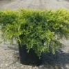 Genévriers X Media Pfitzeriana Aurea/Pot De 3L -Flore Riche Soldes Magasin 61570670 1