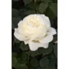 Rosier Meilland 'Jeanne Moreau' Taille Du Pot - 5L -Flore Riche Soldes Magasin 61590885 1