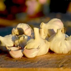 Ail Rose Variété Flavor. Bulbes à Planter - Filet 500 G -Flore Riche Soldes Magasin 61716982 4