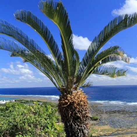 Cycas Du Japon/Pot De 70L 3 Cycas Du Japon/Pot De 70L
