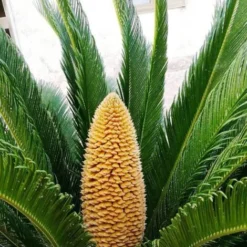 Cycas Du Japon/Pot De 70L 8 Cycas Du Japon/Pot De 70L -Flore Riche Soldes Magasin 62825832 3