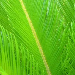 Cycas Du Japon/Pot De 70L 9 Cycas Du Japon/Pot De 70L -Flore Riche Soldes Magasin 62825832 4