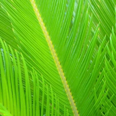 Cycas Du Japon/Pot De 70L 6 Cycas Du Japon/Pot De 70L – Image 4