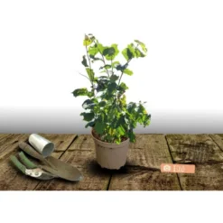 Noisetier Avellana Géante Des Halles/Pot De 3L -Flore Riche Soldes Magasin 62889809 2